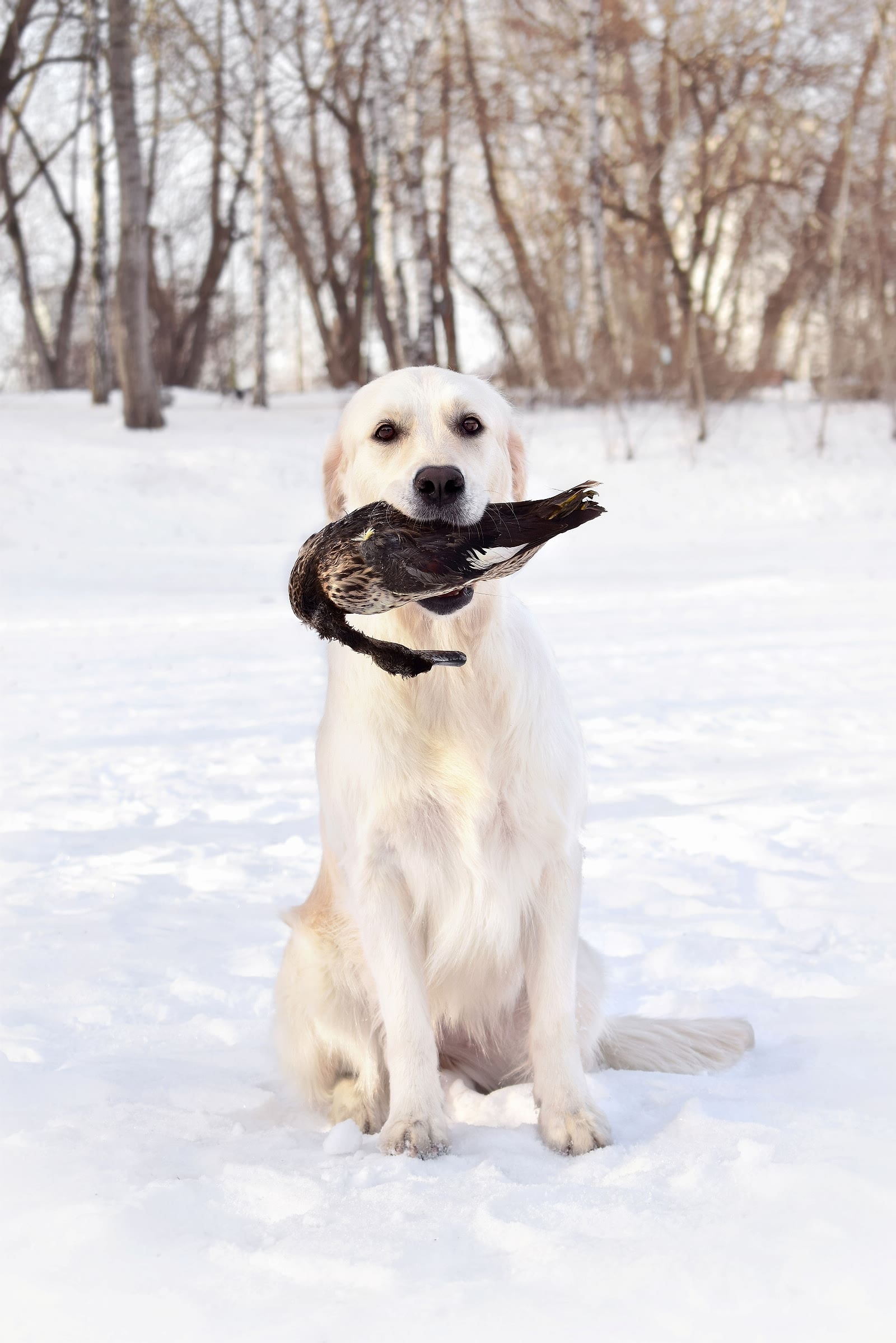 Маня и Утка